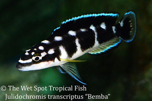 Julidochromis transcriptus "Bemba"