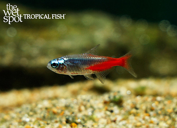 Paracheirodon innesi Diamond Head Neon Tetra