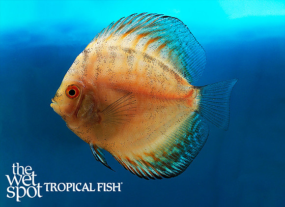 Symphysodon aequifasciatus White Butterfly Discus