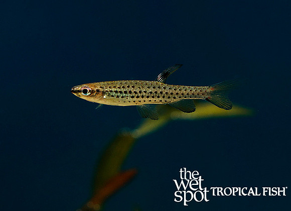 Copella nattereri"Spotted Splash Tetra"