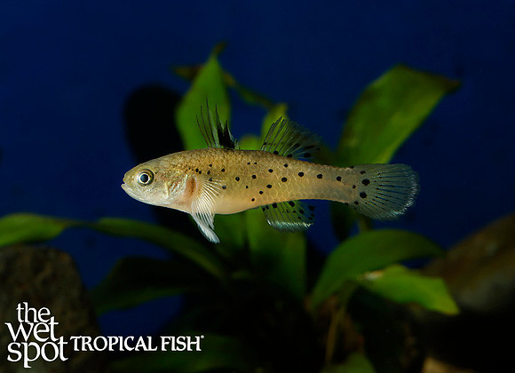 Knight Goby - Stigmatogobius sadanundio