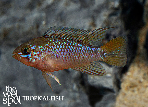Apistogramma cf. ortegai "Pebas"
