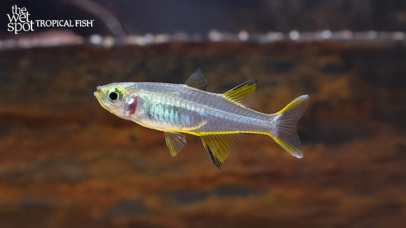 Marosatherina ladigesi "Celebes Rainbow"