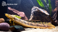 Polypterus palmas palmas "Marbled Bichir"