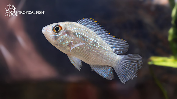 Andinoacara pulcher "Blue Acara"