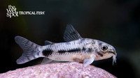 Corydoras habrosus"Dwarf Spotted Cory"