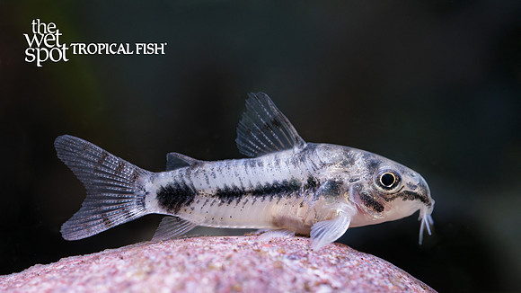 Corydoras habrosus"Dwarf Spotted Cory"