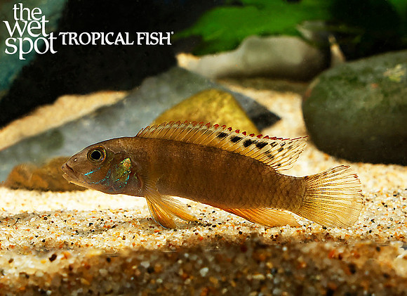 Wallaceochromis signatus