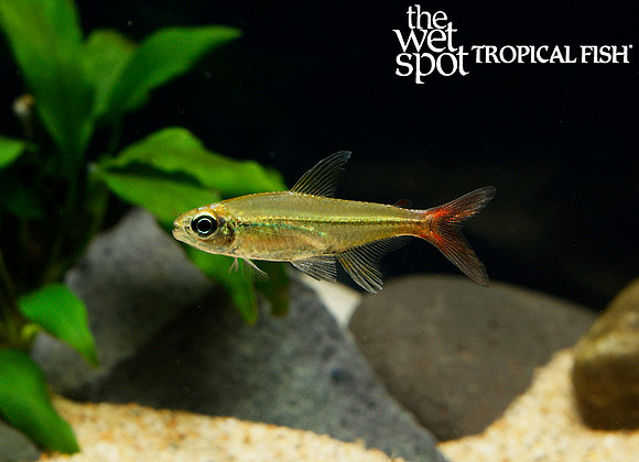 Moenkhausia copei - Red Tail Tetra