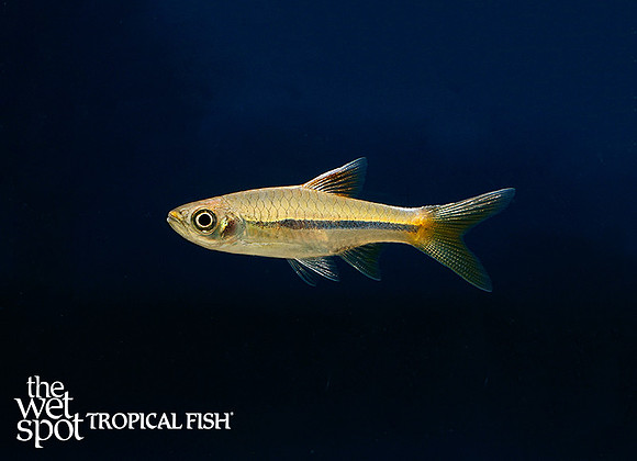 Rasbora sarawakensis - Sarawak Rasbora