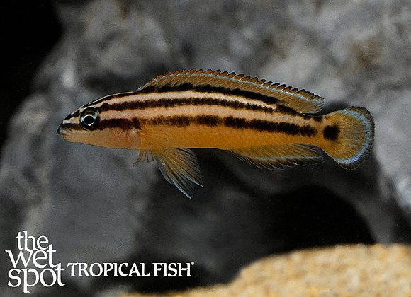 Julidochromis ornatus
