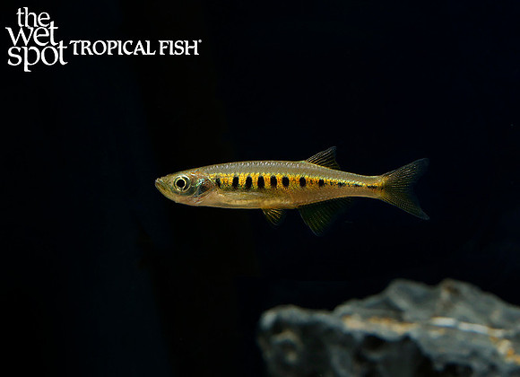 Inlecypris auropurpureus - Lake Inle Danio