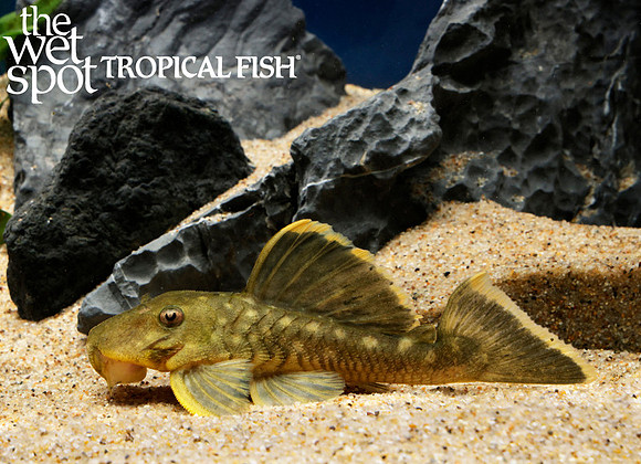 Baryancistrus chrysolomus - Mango Pleco L047