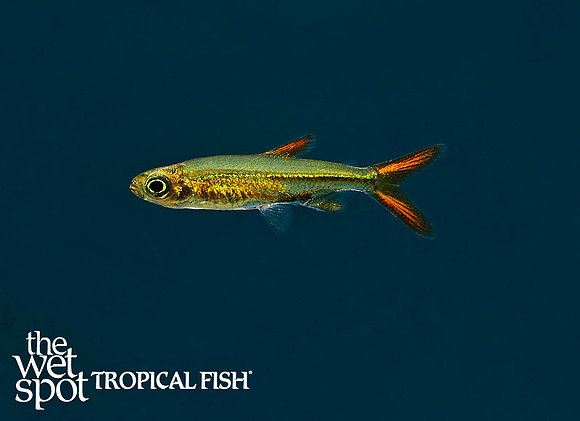 Ladigesia roloffi - Jellybean Tetra