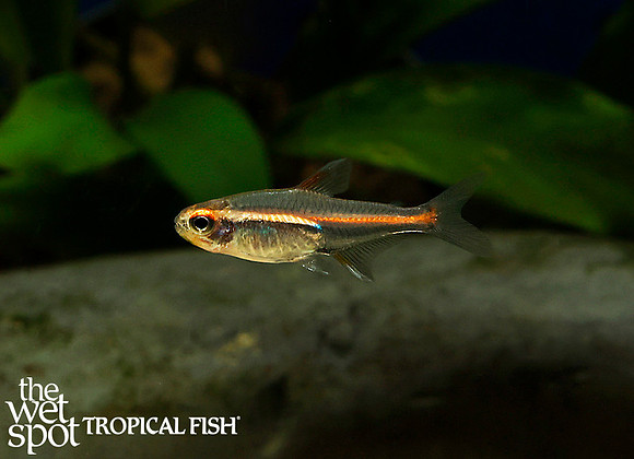 Hemigrammus erythrozonus - Glowlight Tetra