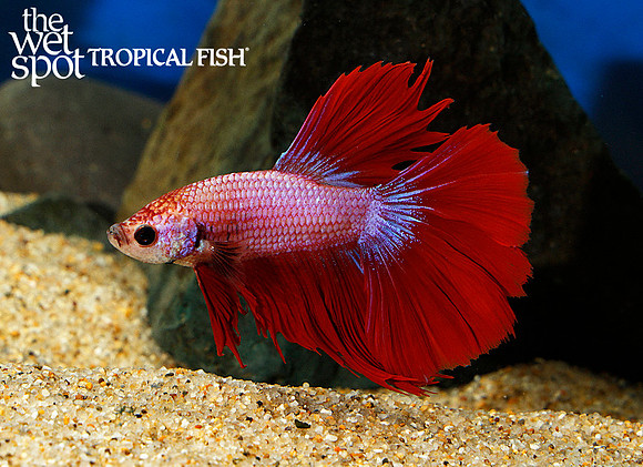 Betta splendens - Super Delta Betta