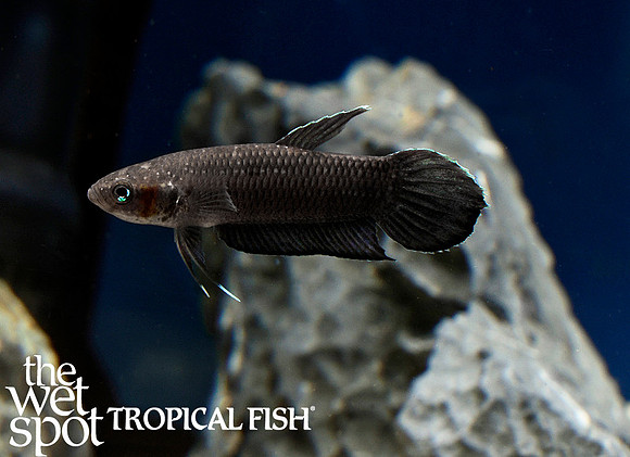 Betta foerschi - Foersch's Ninja Betta