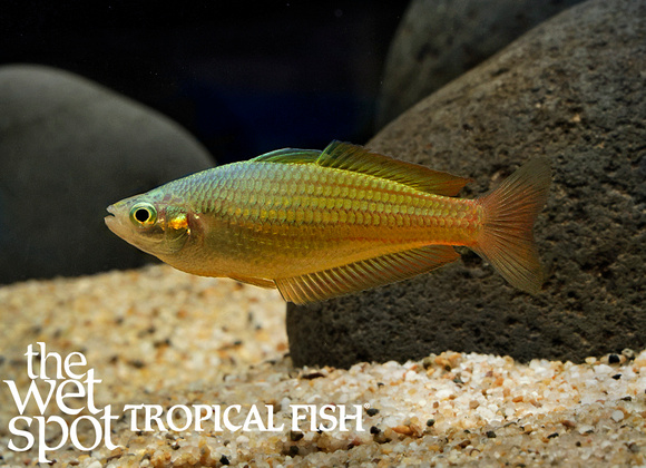 Golden Rainbowfish - Melanotaenia garylangei