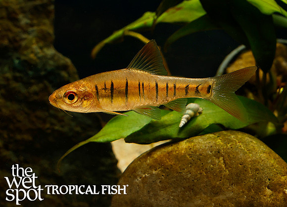 Enteromius fasciolatus - Fire Barb