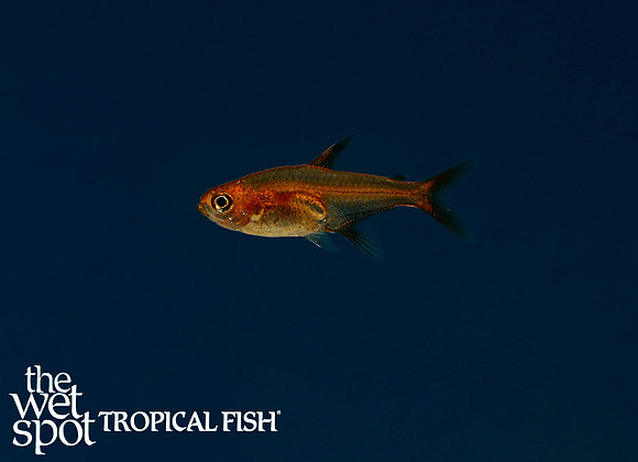 Hyphessobrycon amandae - Ember Tetra