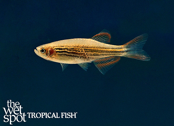Brachydanio sp Kyathit - Orange Fin Danio