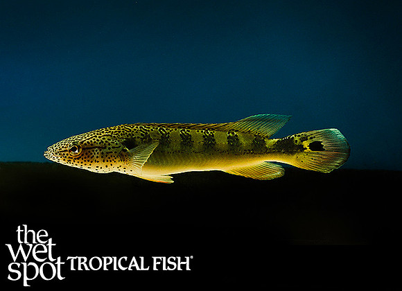 Crenicichla lenticulata