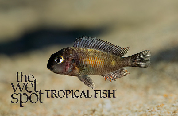 Tropheus moorii "Mpulungu" "Orange Sunspot"