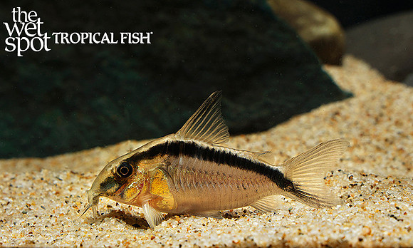 Corydoras arcuatus - Brazilian Skunk Cory