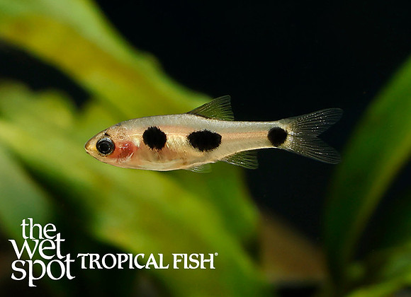 Enteromius hulstaerti - Butterfly Barb