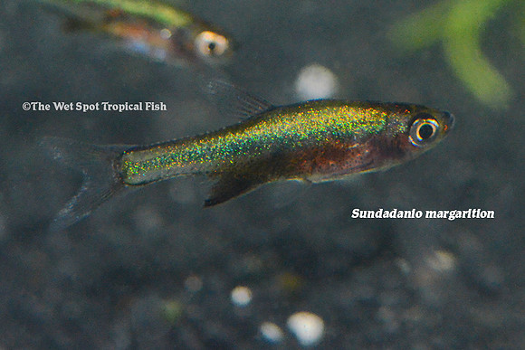 Sundadanio margarition - Neon Green Rasbora