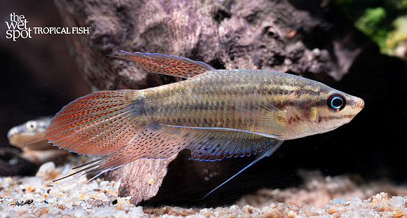 Trichopsis vittata "Croaking Gourami" "Thailand"