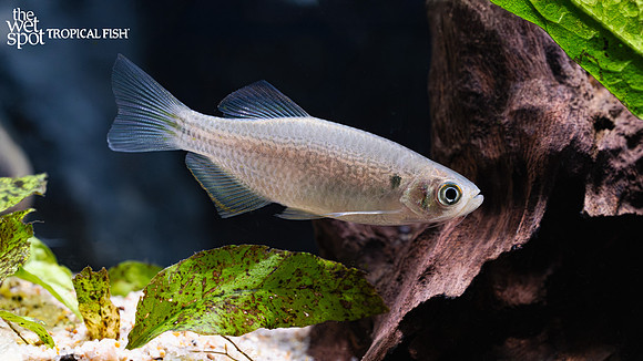 Danio dangila "Mustache Danio"