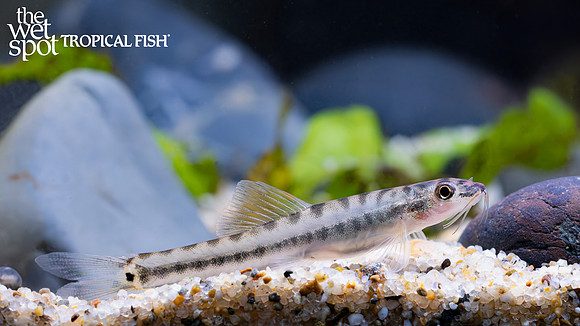 Nemacheilus ornatus "Ornate Sand Loach"
