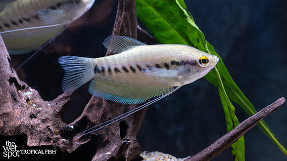 Trichopodus pectoralis "Snakeskin Gourami"