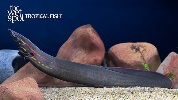 Mastacembelus erythrotaenia "Fire Eel"