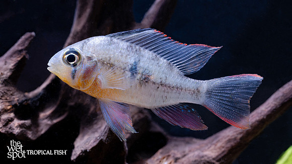 Mikrogeophagus altispinosus  "Bolivian Ram"