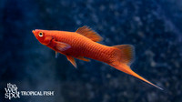 Xiphophorus hellerii "Red Velvet Wag Swordtail"