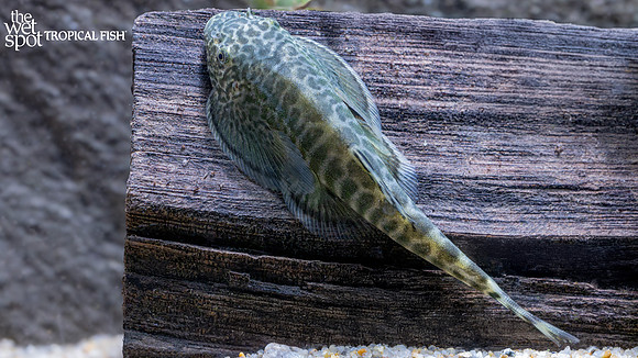 Beaufortia viridis "Wuming Hillstream Loach"