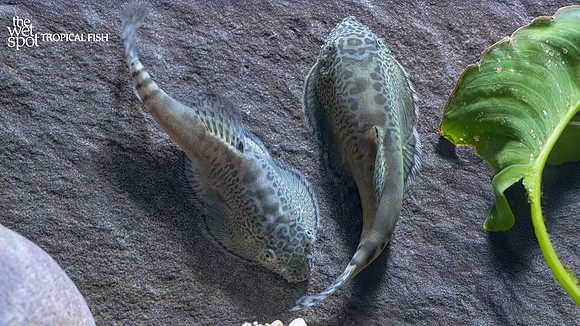 Beaufortia granulopinna "Lizhou Hillstream Loach"