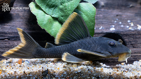 Peckoltia cf. cavatica"L076" "Orange Seam Pleco"