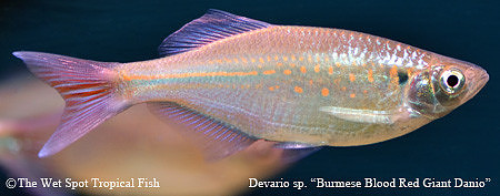 Devario sp. - Burmese Blood Red Giant Danio