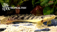 Polypterus palmas palmas "Marble Bichir"