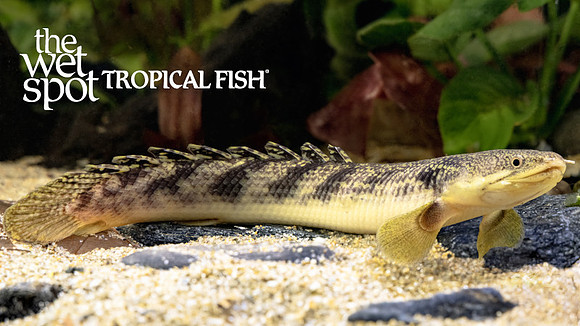 Polypterus palmas palmas "Marble Bichir"