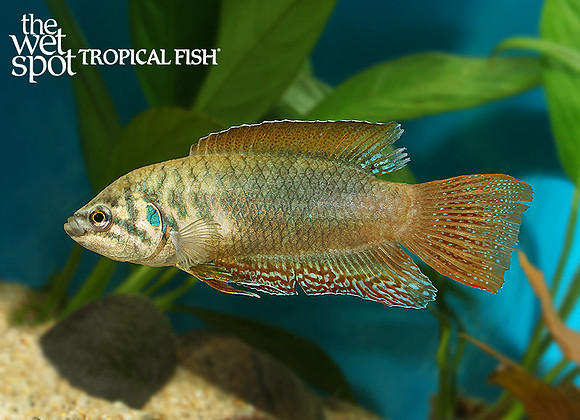 Macropodus ocellatus "Dark Knight Paradise Fish"