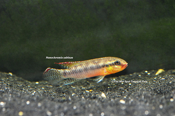 Congochromis sabinae