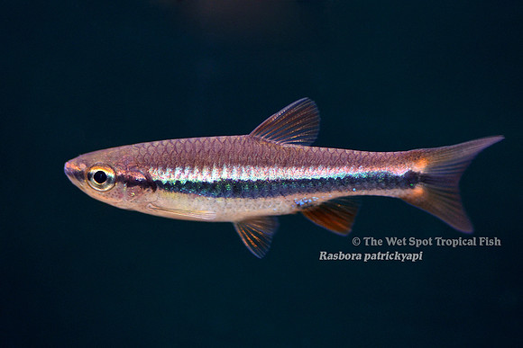 Rasbora patrickyapi - Patrick's Rasbora