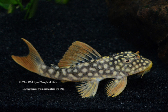 Scobiancistrus aureatus "Goldie Pleco" L014