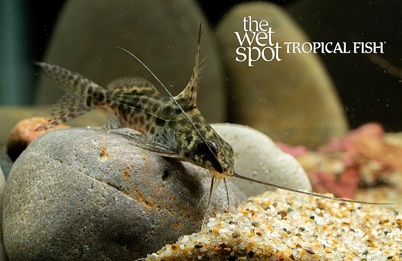Synodontis alberti - Bigeye Squeaker Cat