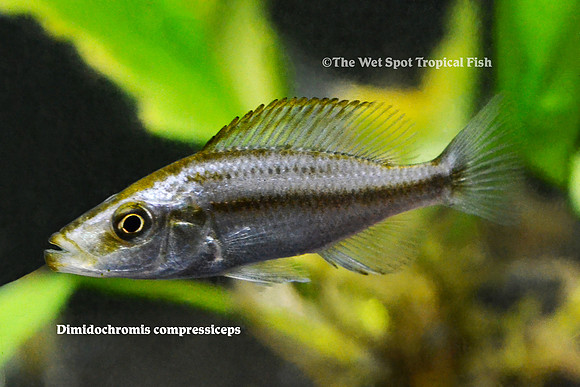 Dimidochromis compressiceps