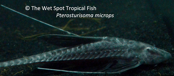 Pterosturisoma microps2